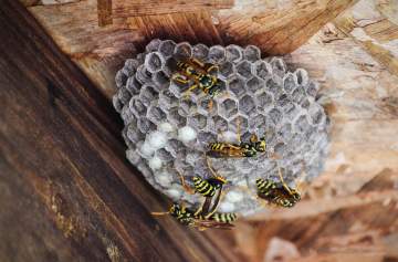 Destruction de nid : abeilles et guêpes - Bordeaux