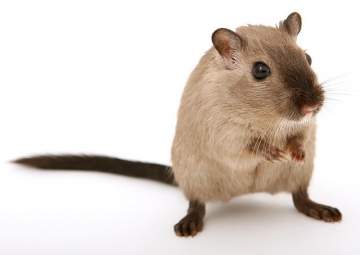 Que faire si vous trouvez un rat ou une souris chez vous ?