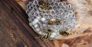 Frelons Asiatique3D Vital propre Nuisibles Dites stop aux nuisibles
Contactez-nous